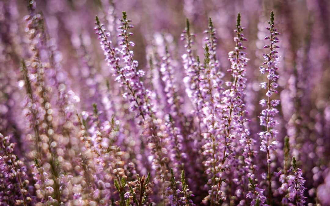 Heideblüte Detailaufnahme