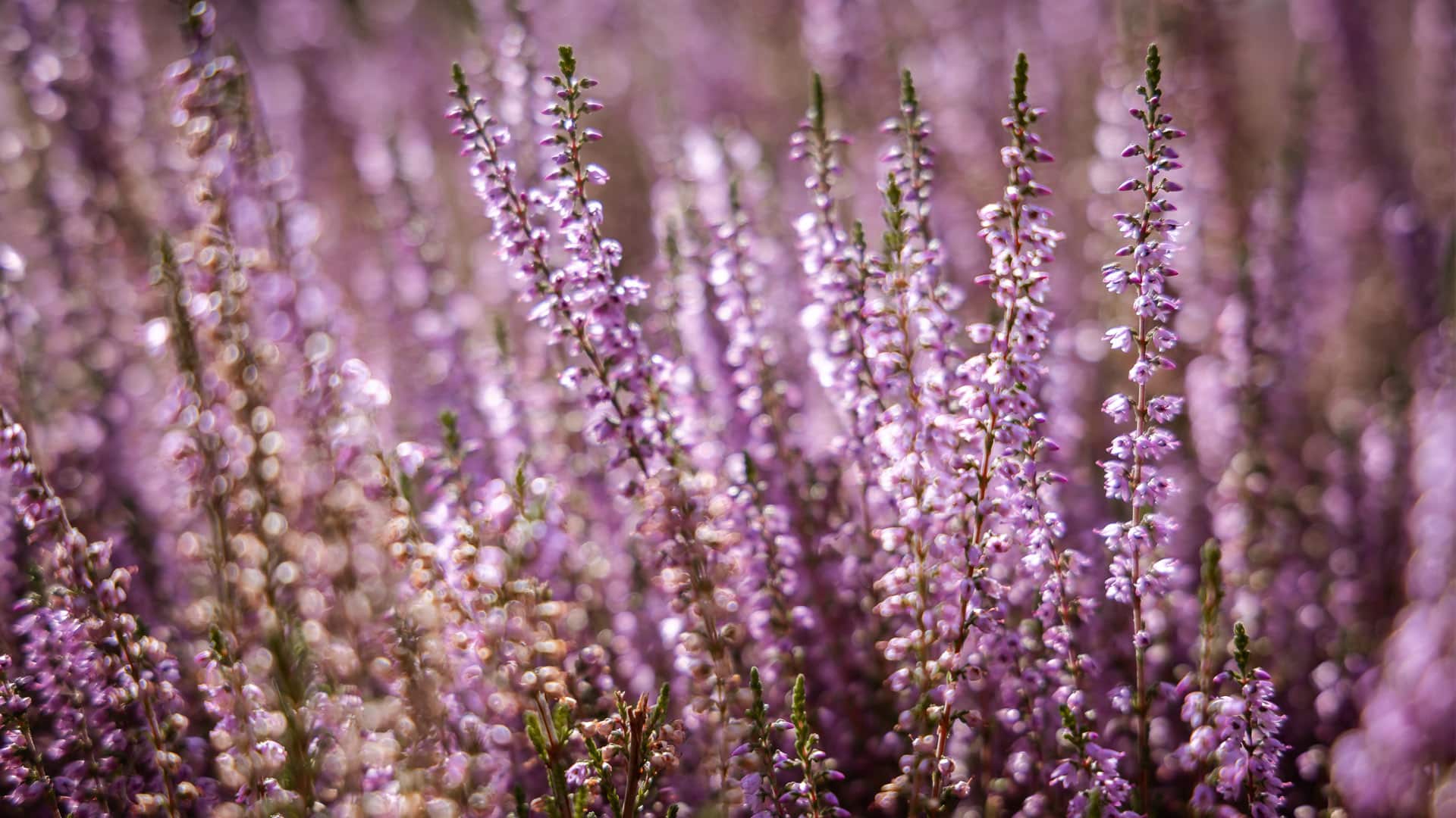 Heideblüte Detailaufnahme